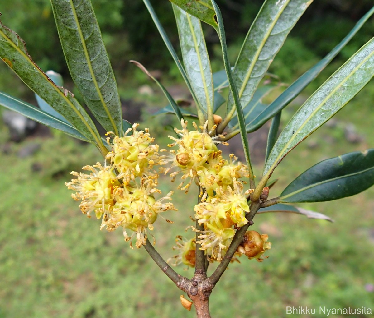 Actinodaphne stenophylla Thwaites
